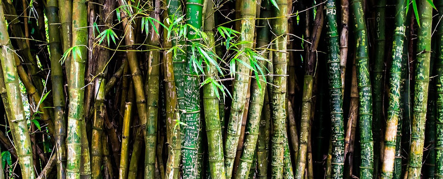 Tallos de bambú