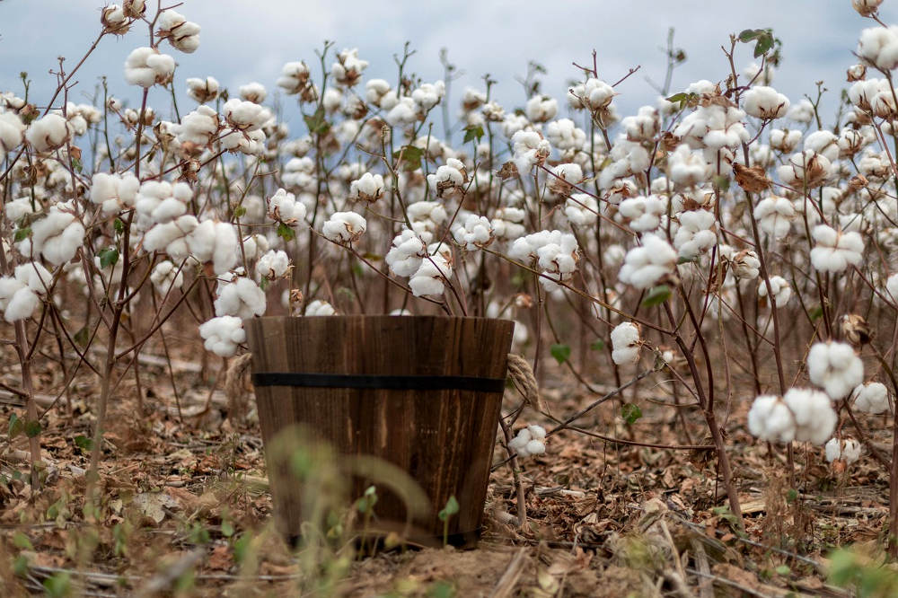 cultivo de algodón orgánico