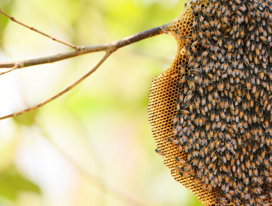 panel de miel natural y abejas salvajes