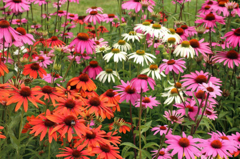 Echinacea, una planta medicinal que estimula el sistema inmunológico